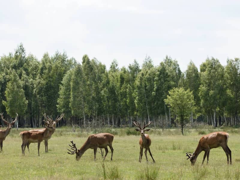 Загородный комплекс Dereville