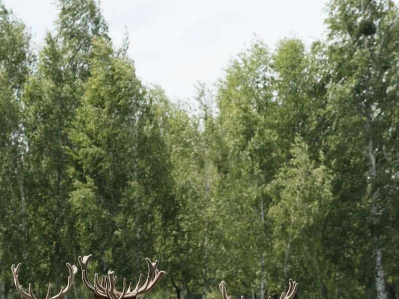 Загородный комплекс Dereville