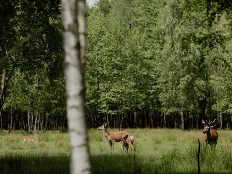 Двухкомнатный Camp с террасой