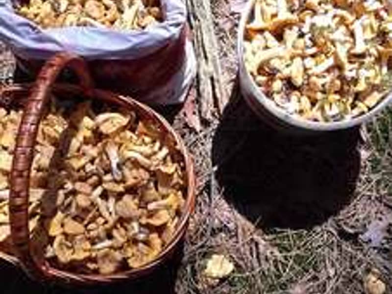 База отдыха У Анютки